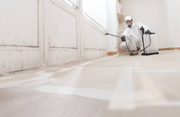 24/7 Emergency Attic Mold Remediation experts in Hamel, MN