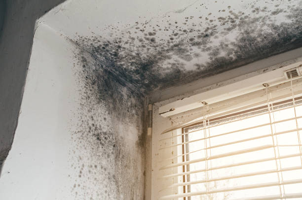 Affordable Attic Mold Remediation solutions in Hamel, MN